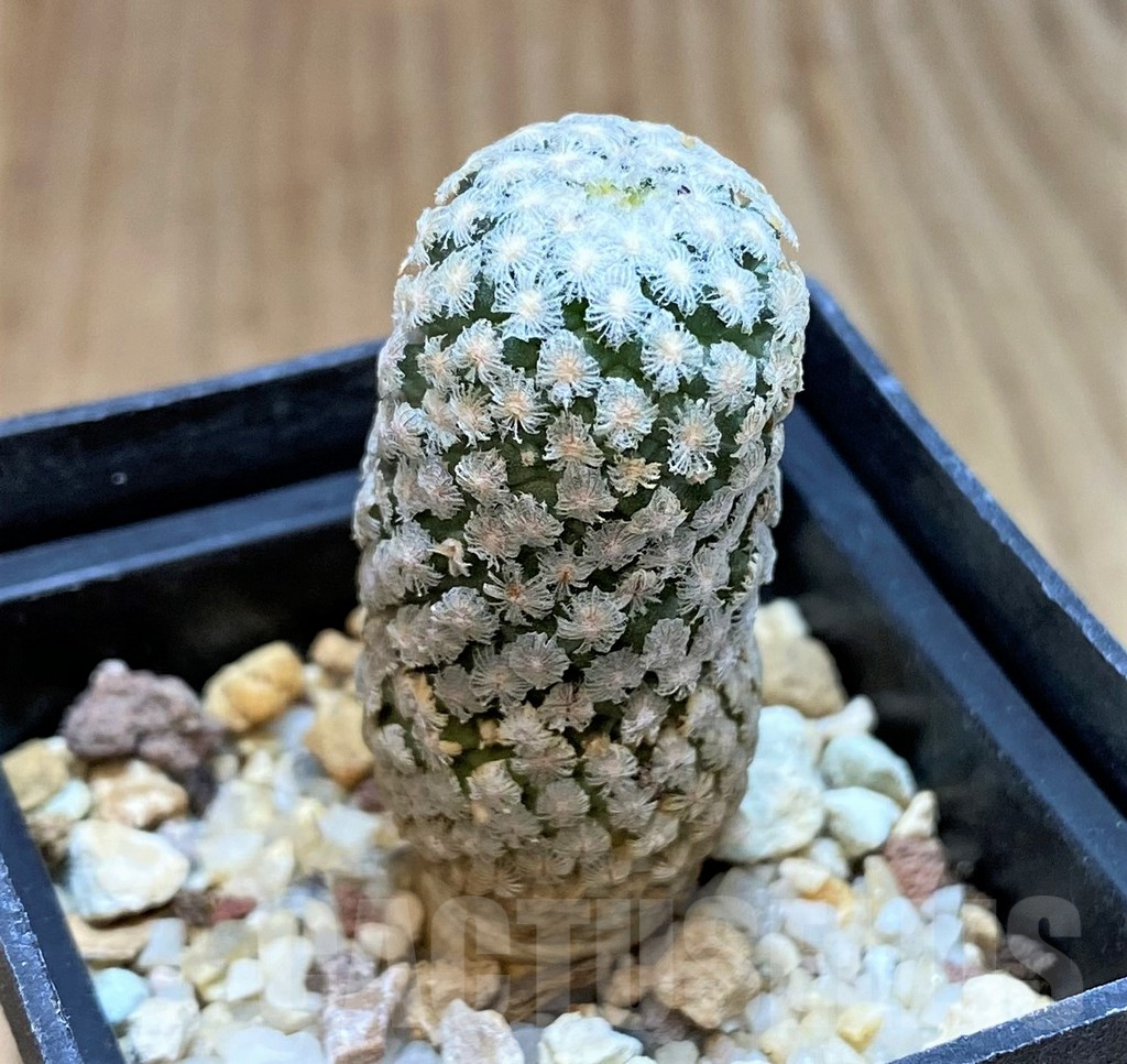 SH3431 Turbinicarpus valdezianus v. albiflorus - Зображення 2