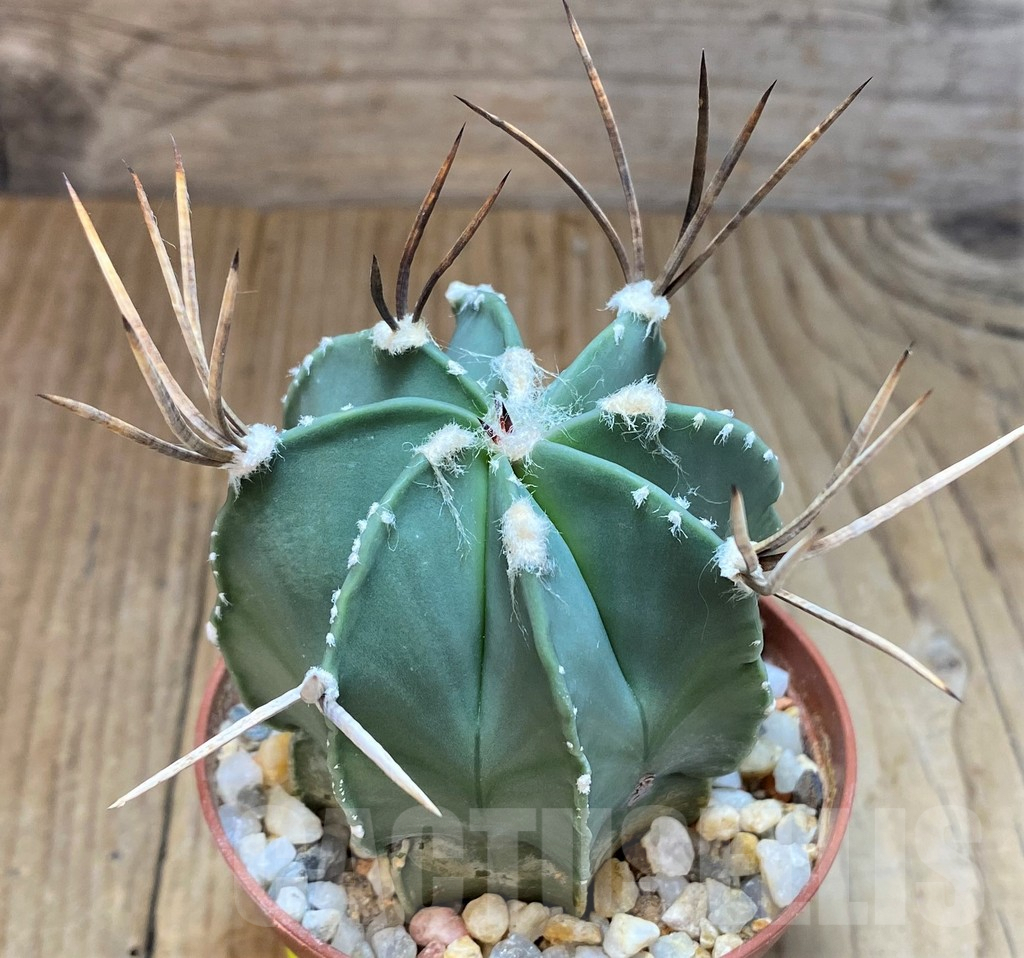 SH3450 Astrophytum niveum nudum - Image 3