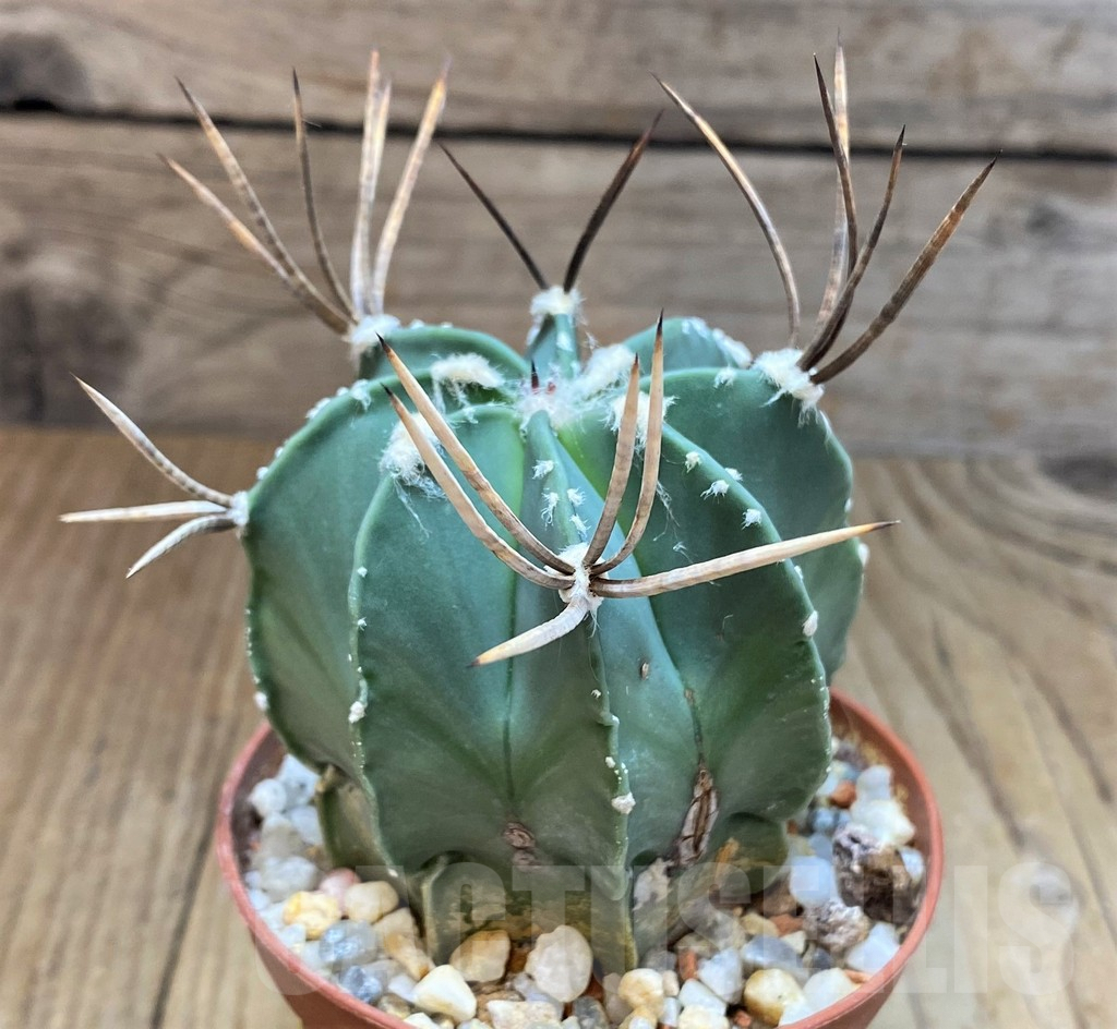 SH3450 Astrophytum niveum nudum - Image 2