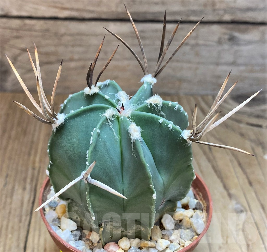 SH3450 Astrophytum niveum nudum