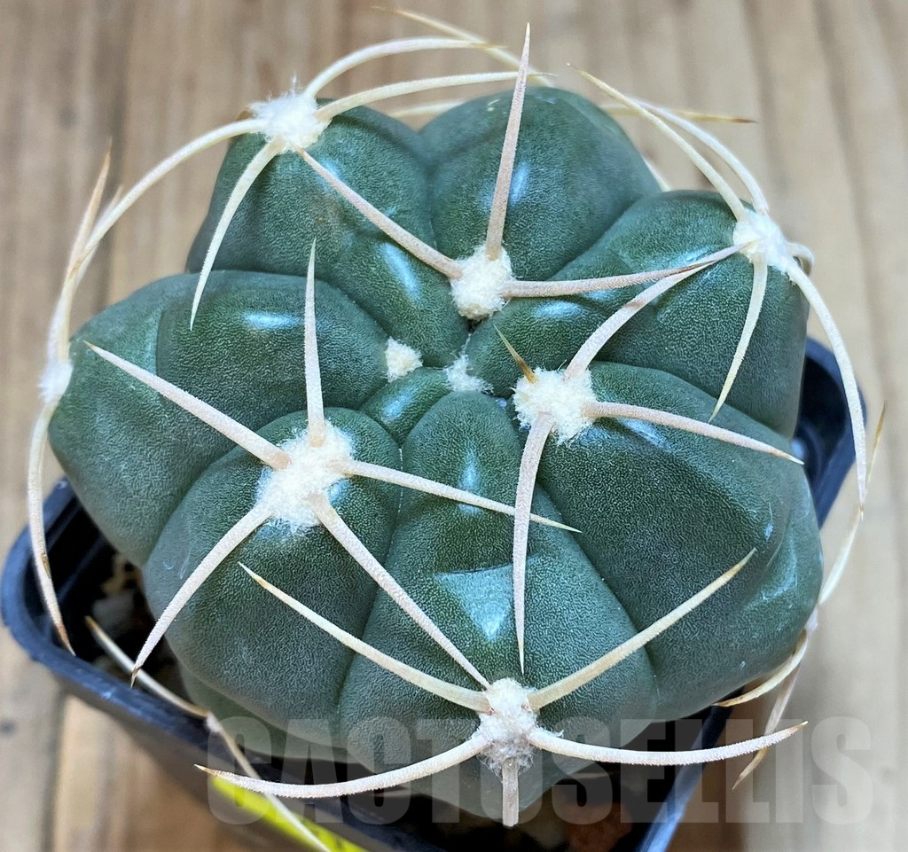 SH5120 Gymnocalycium orientale, new form - Image 2