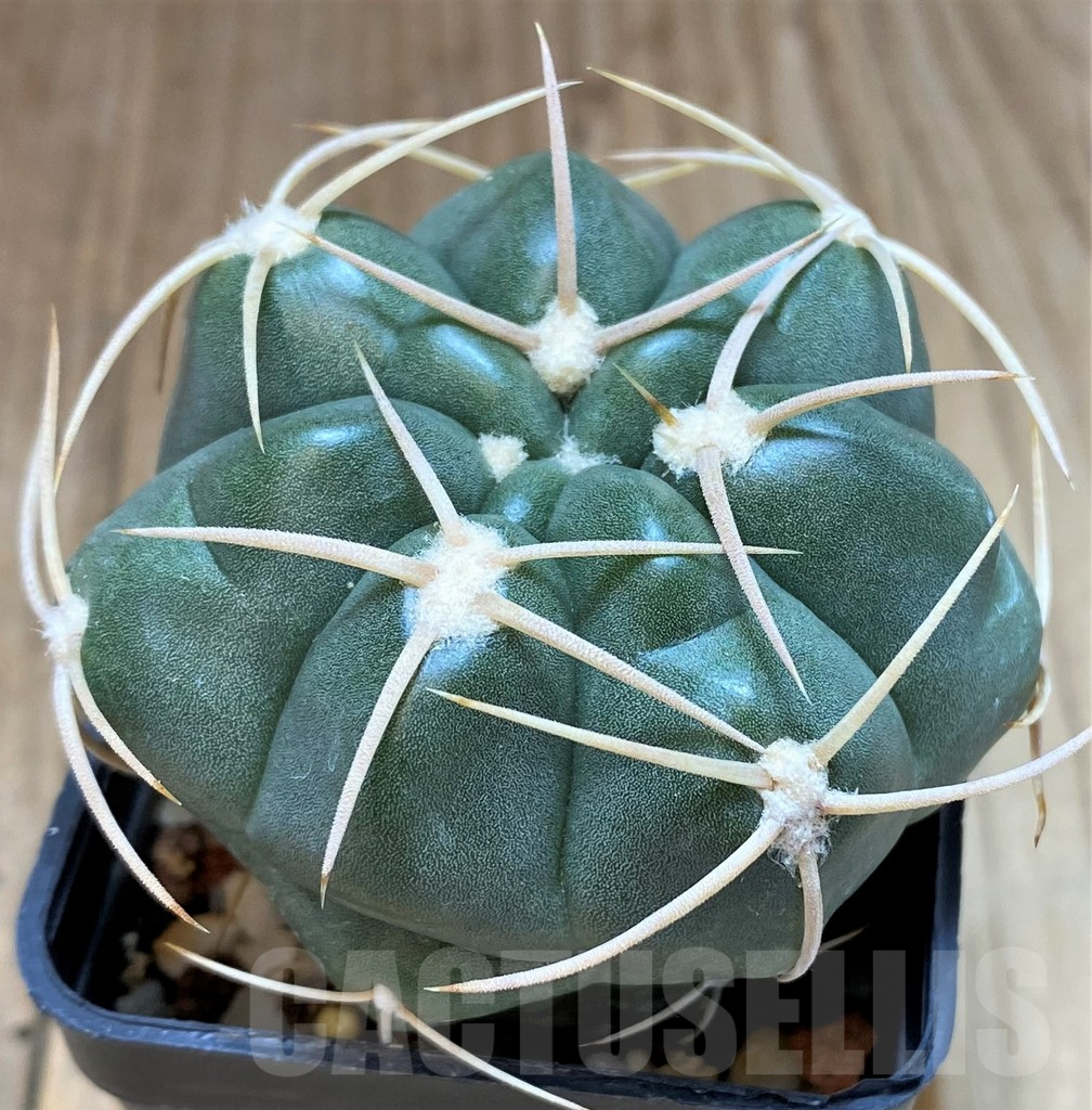 SH5120 Gymnocalycium orientale, new form