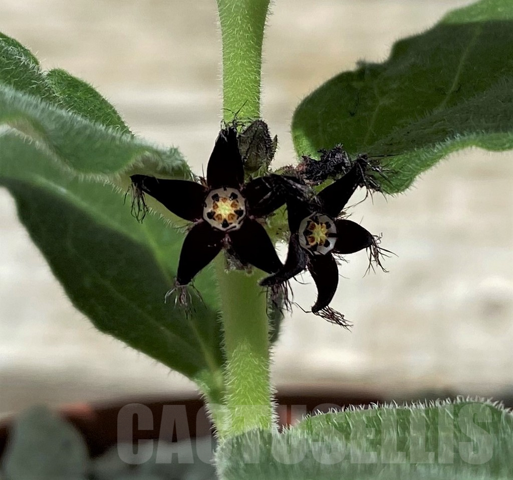 SH10441 Aeollanthus subacaulis light green