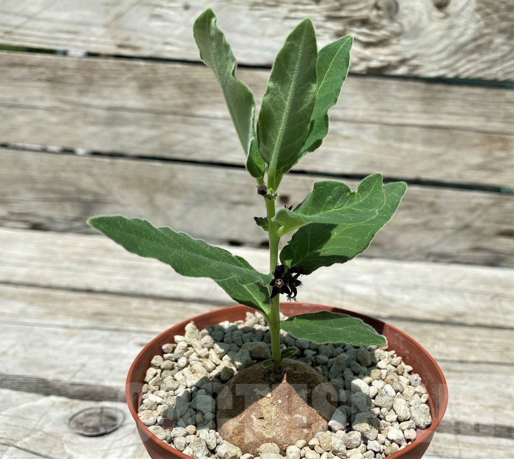 SH10441 Aeollanthus subacaulis light green - 画像 (2)