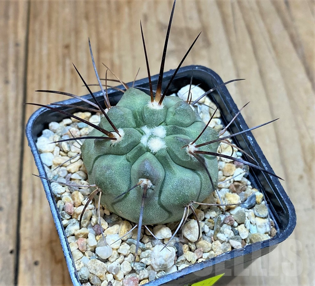 SHPR25501 Copiapoa dealbata v. carrizalensis PHA 2629 - Image 2