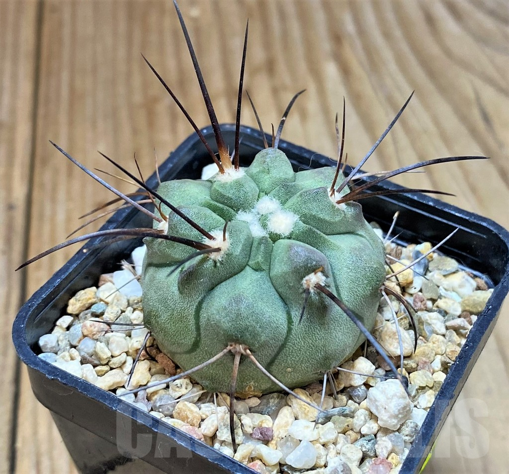 SHPR25501 Copiapoa dealbata v. carrizalensis PHA 2629