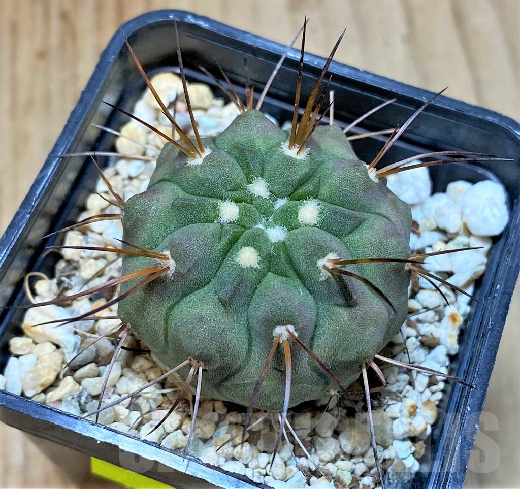 SHPR25516 Copiapoa dealbata v. carrizalensis PHA 2523