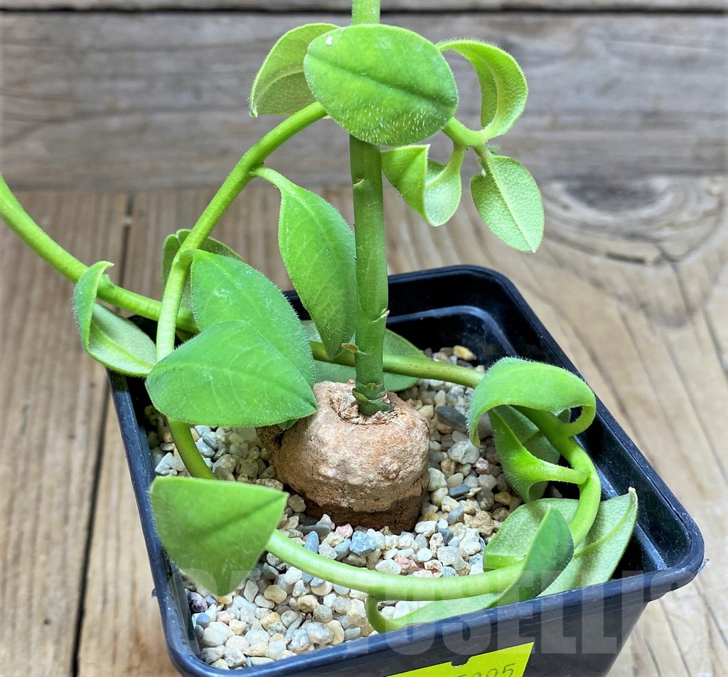 SHPR25095 Monadenium sp. nova aff. goetzei