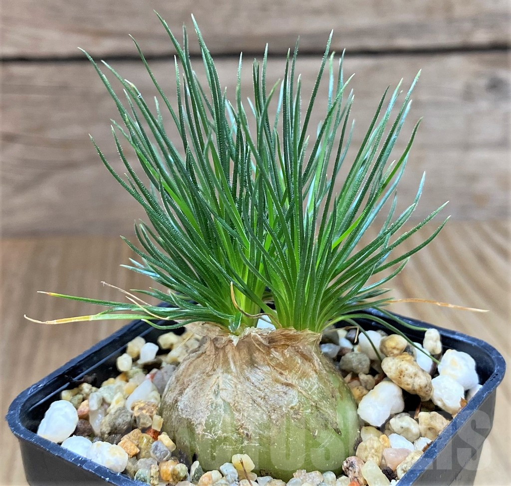 SHPR25756 Ornithogalum sardienii mini form