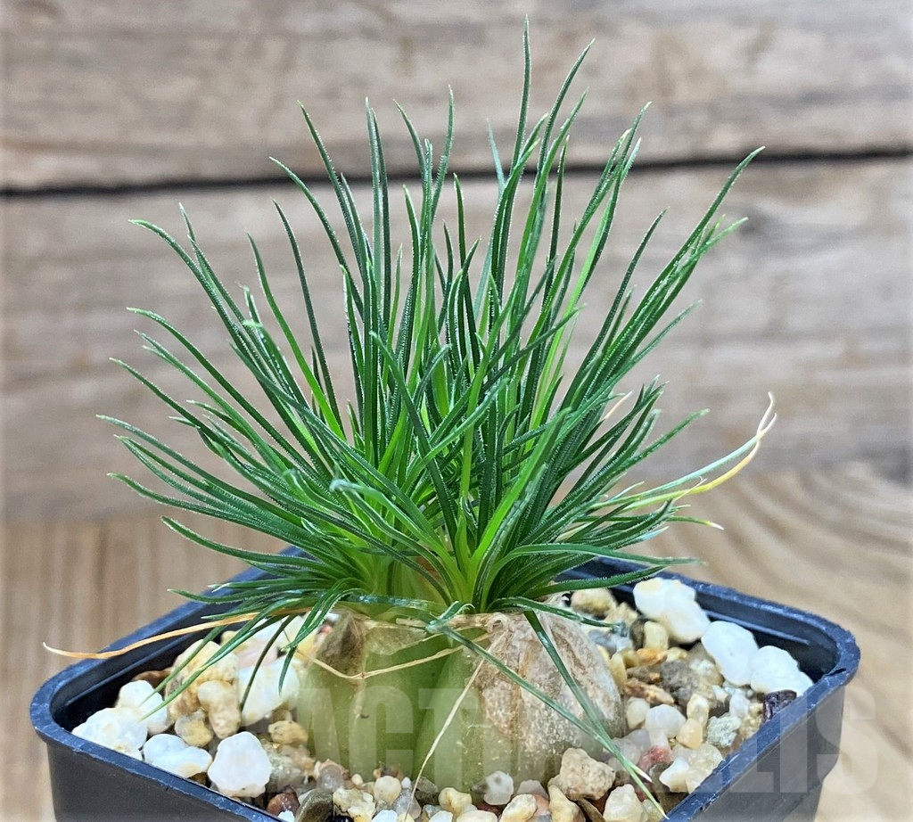 SHPR25756 Ornithogalum sardienii mini form - 画像 (2)