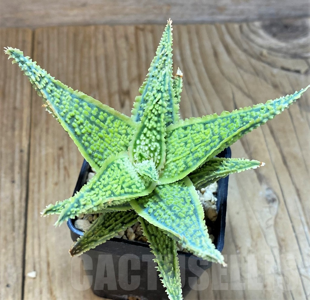 SHPR24846 Aloe TCT hybrid - Image 2
