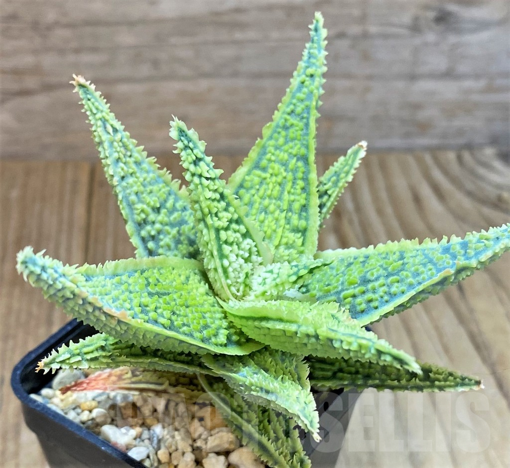 SHPR24846 Aloe TCT hybrid