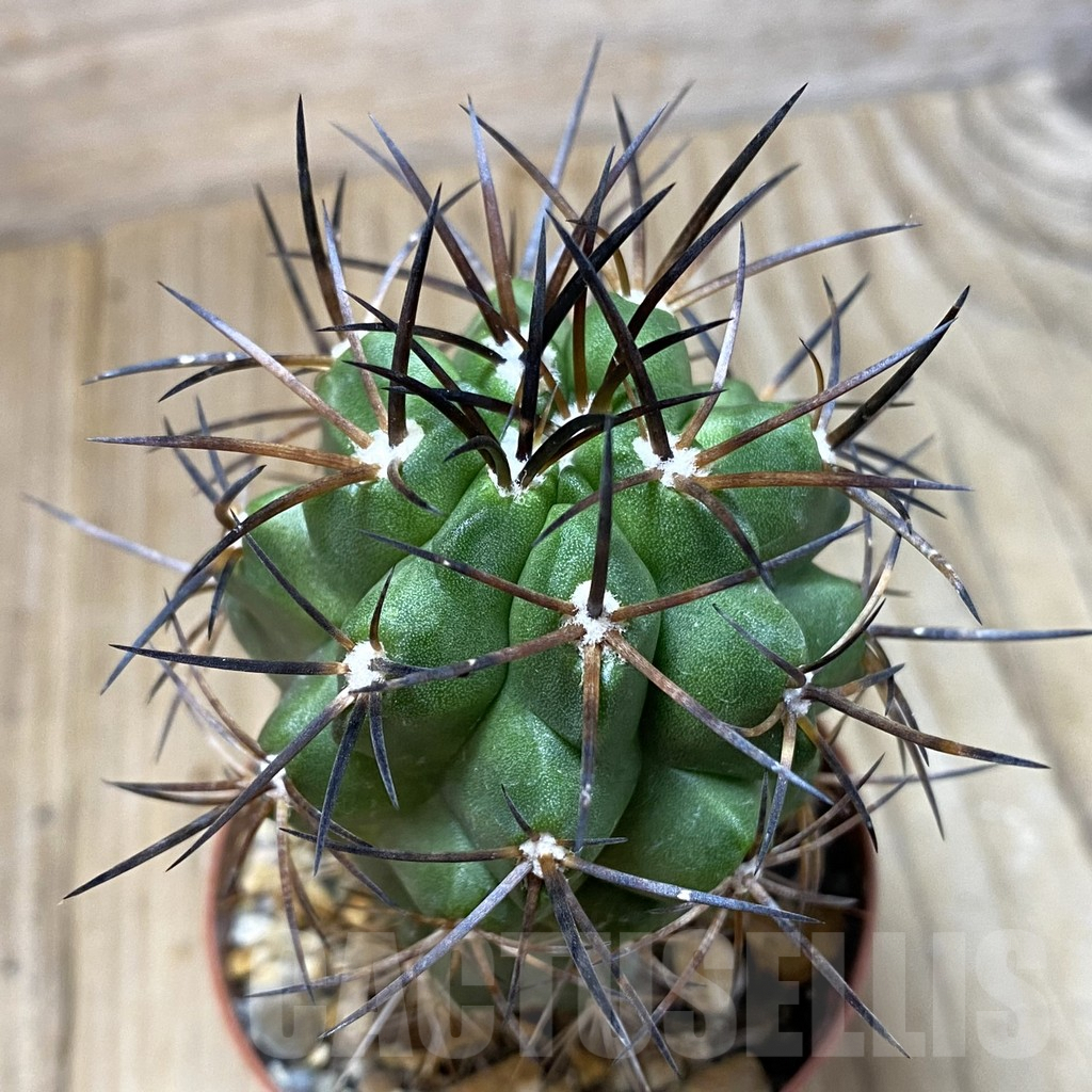 SH1129 Copiapoa coquimbana v. alticostata GCG 15005 selection, grafted