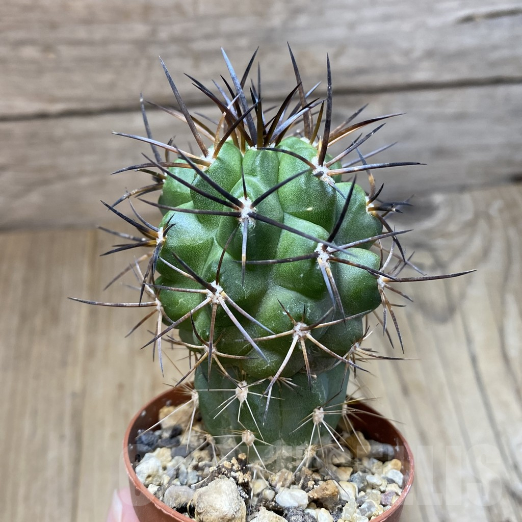 SH1129 Copiapoa coquimbana v. alticostata GCG 15005 selection, grafted - Зображення 2