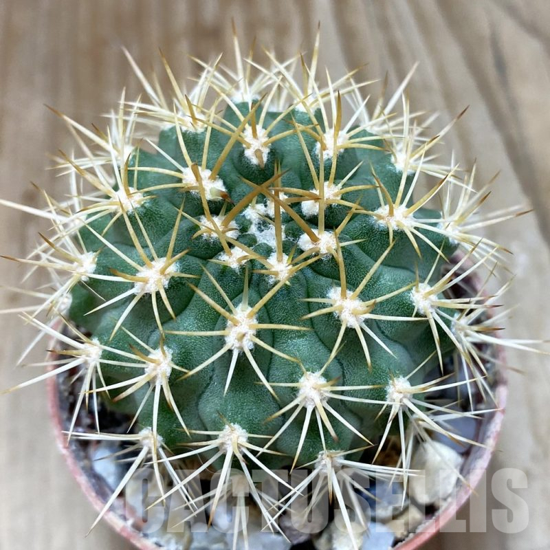 SH1151 Pyrrhocactus eriosyzoides seedling, grafted