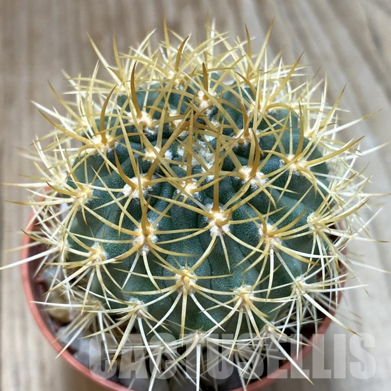 SH1152 Pyrrhocactus eriosyzoides seedling, grafted