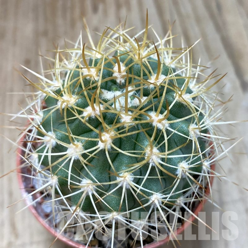 SH1153 Pyrrhocactus eriosyzoides seedling, grafted