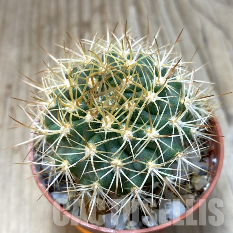 SH1154 Pyrrhocactus eriosyzoides seedling, grafted