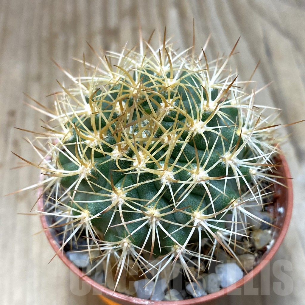 SH1154 Pyrrhocactus eriosyzoides seedling, grafted