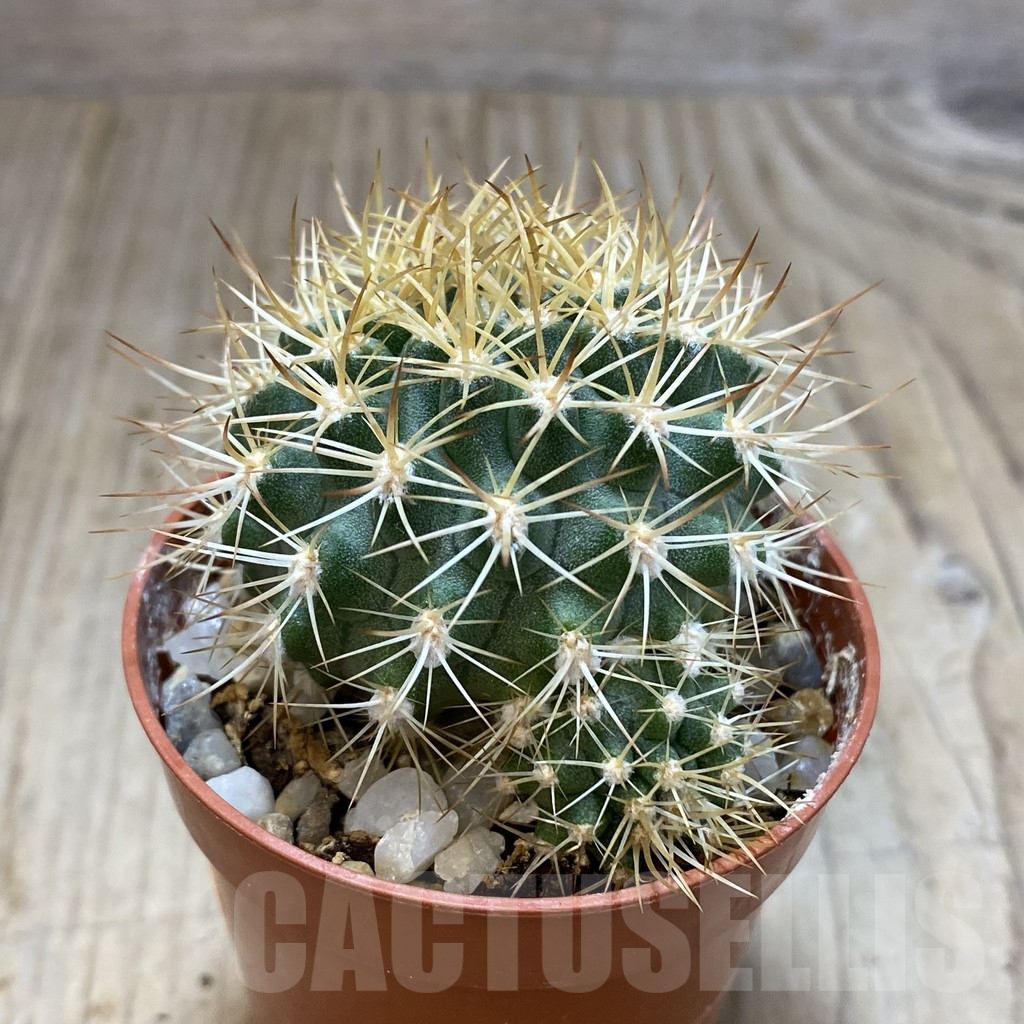 SH1154 Pyrrhocactus eriosyzoides seedling, grafted - Image 2