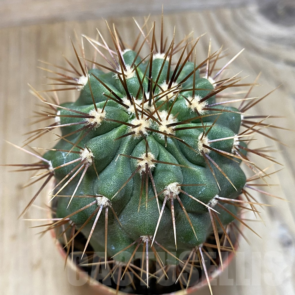 SH1115 Copiapoa gigantea GCG 15004, grafted