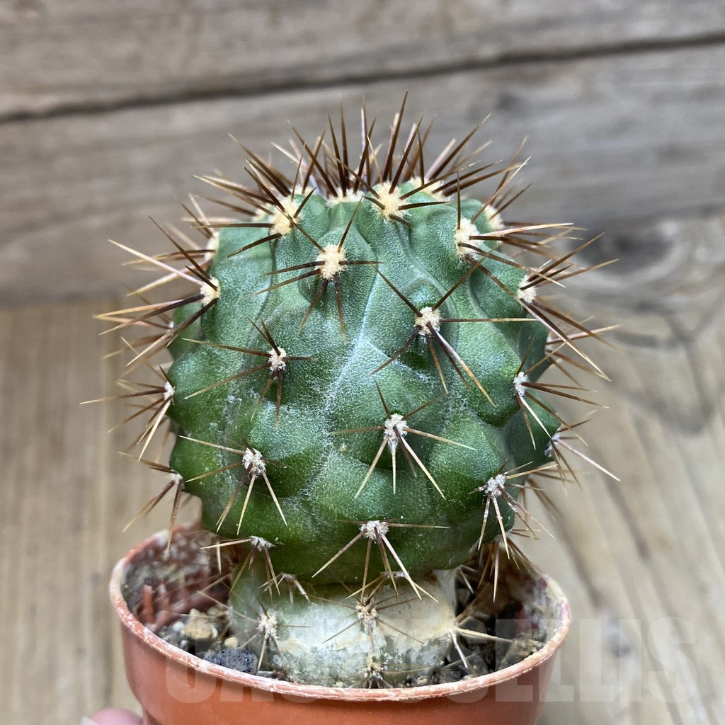 SH1115 Copiapoa gigantea GCG 15004, grafted - Image 2