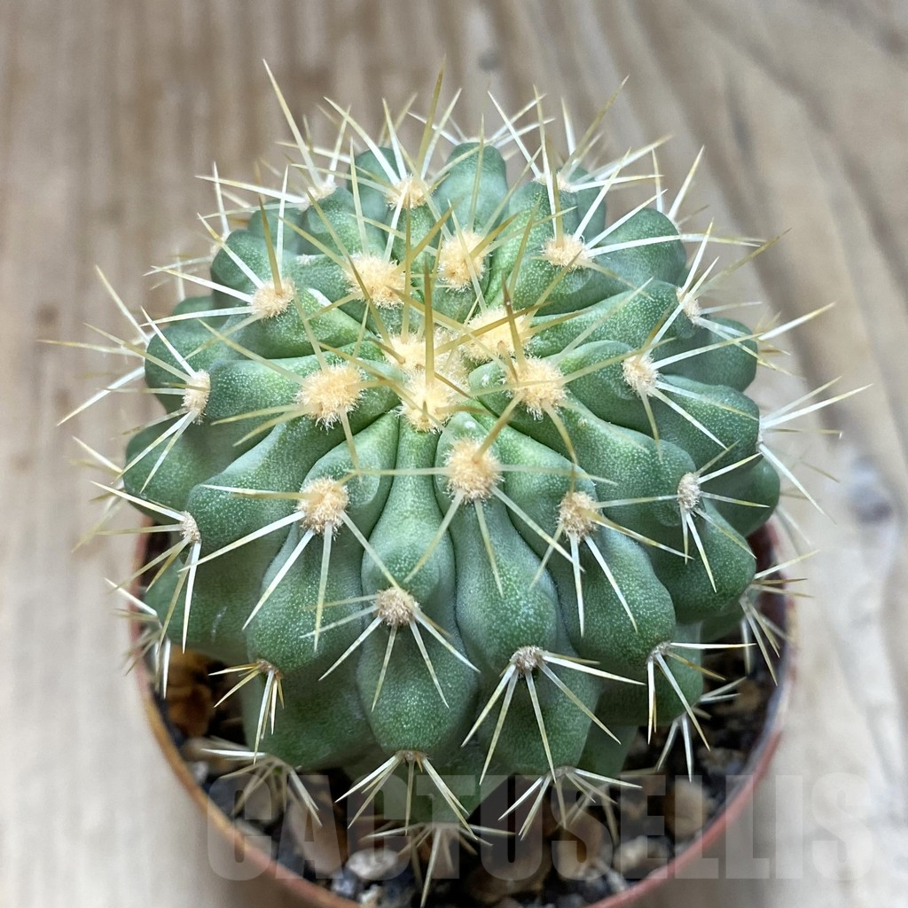 SH1117 Copiapoa haseltoniana GCG 15038, grafted