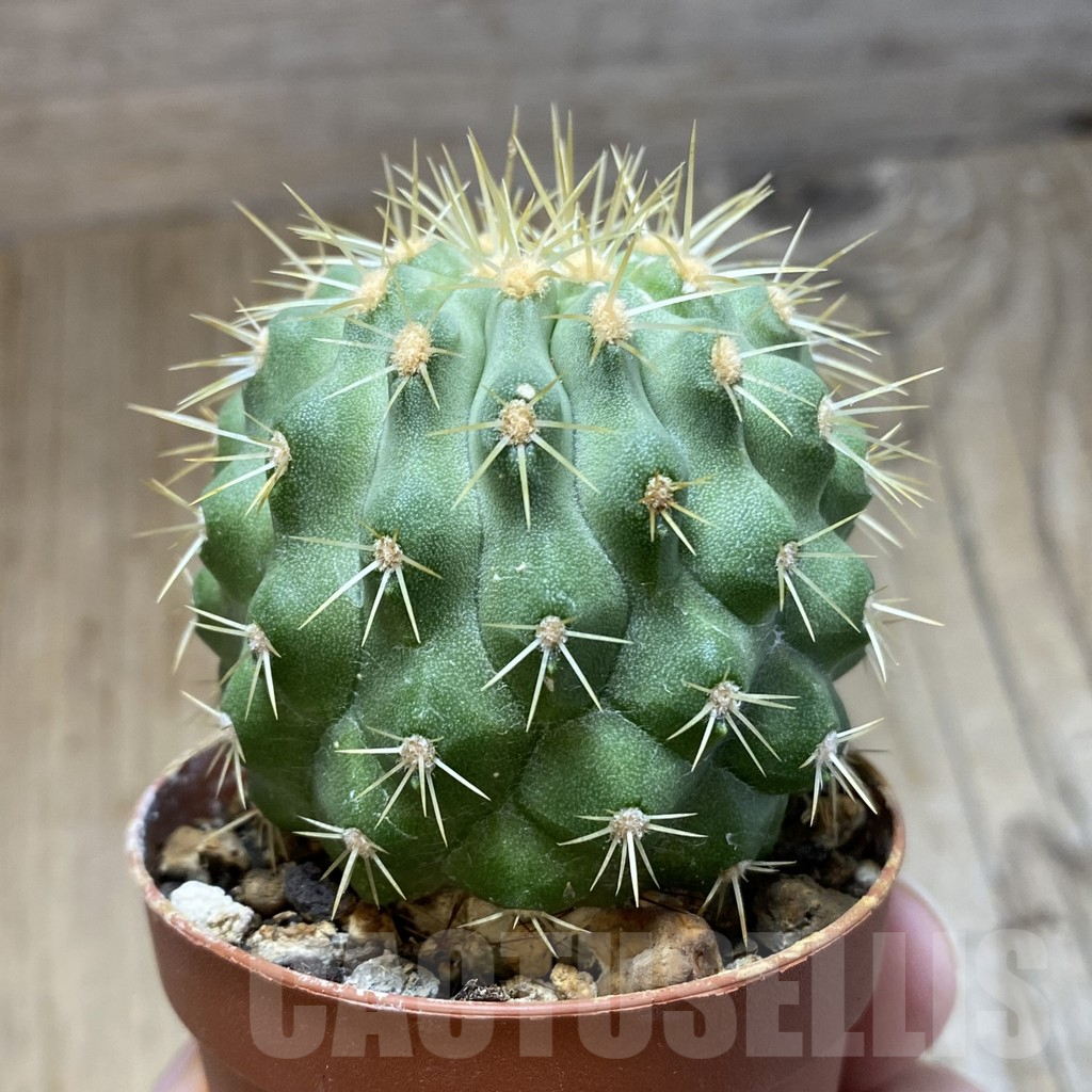 SH1117 Copiapoa haseltoniana GCG 15038, grafted - Image 2