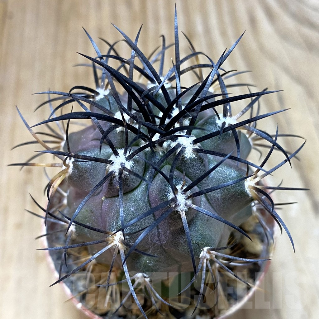 SH1121 Copiapoa corralensis, grafted