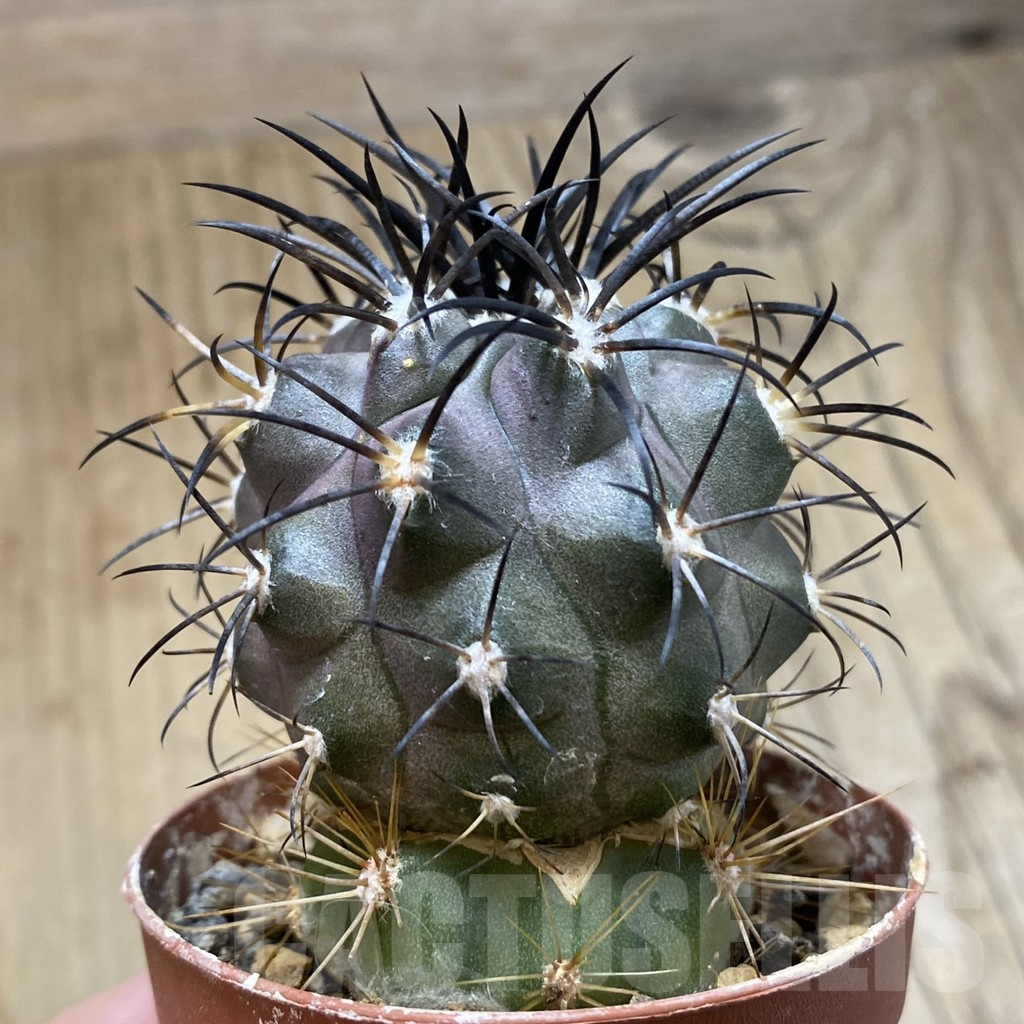 SH1121 Copiapoa corralensis, grafted – Bild 2