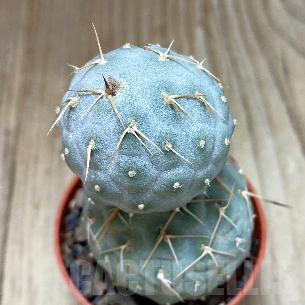 SH1183 Tephrocactus geometricus