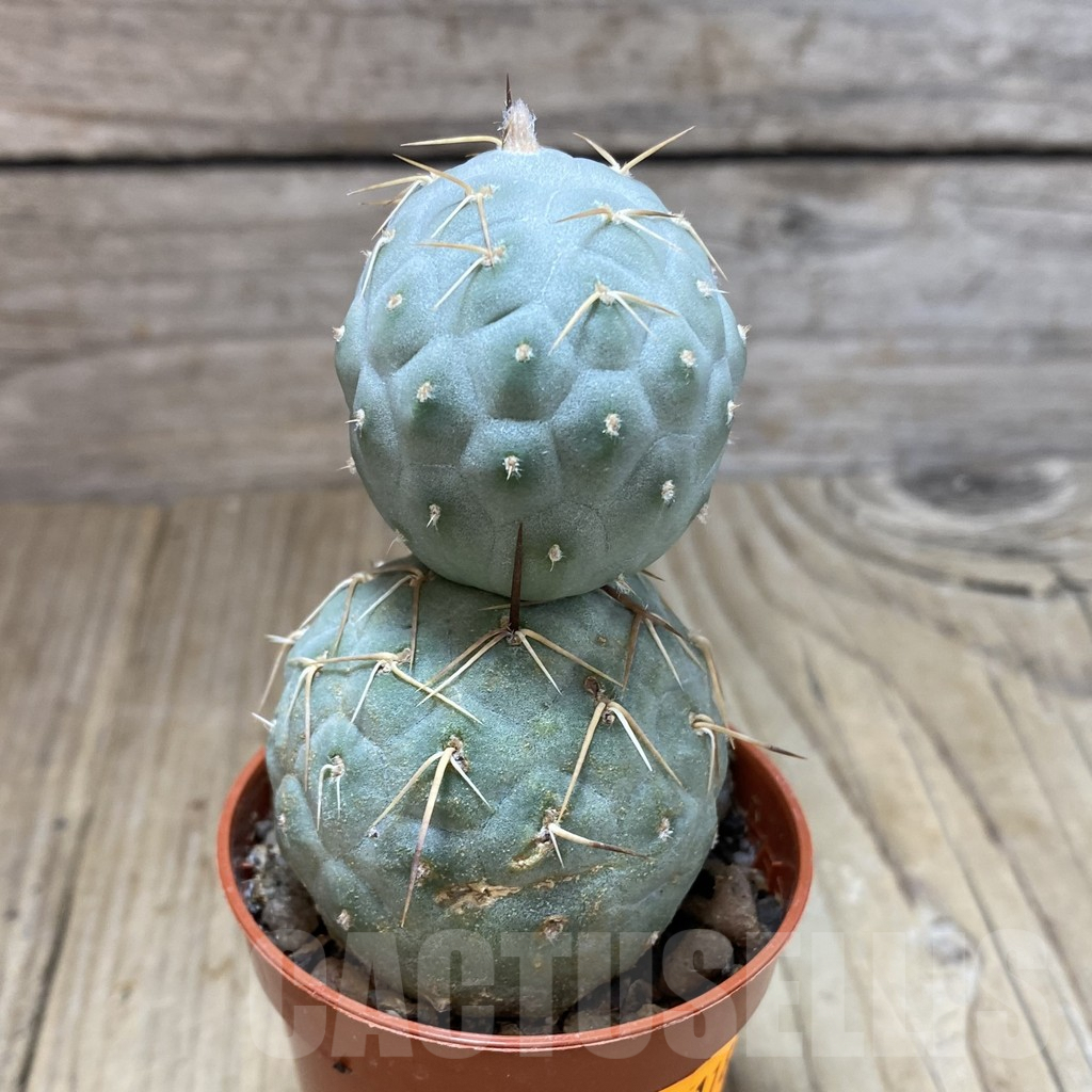 SH1183 Tephrocactus geometricus - Imagen 2