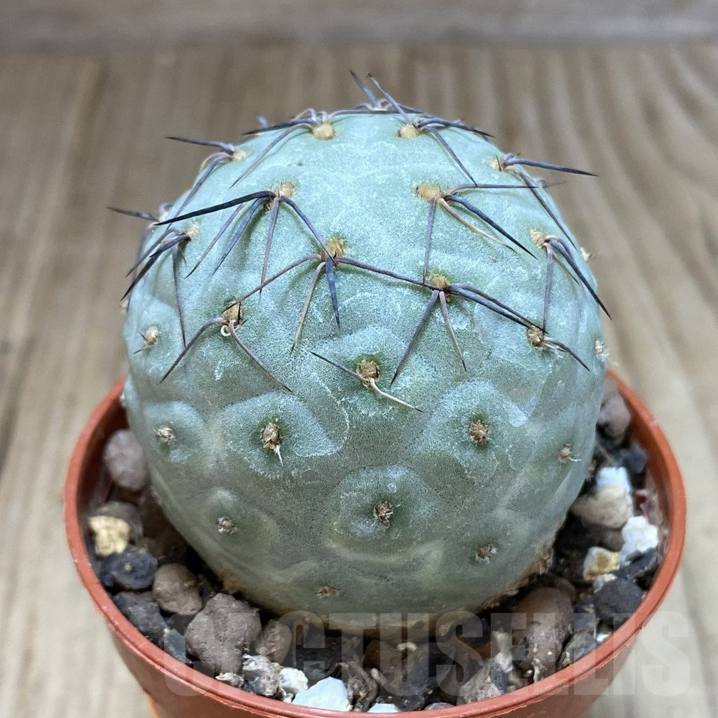 SH1184 Tephrocactus geometricus - immagine 2