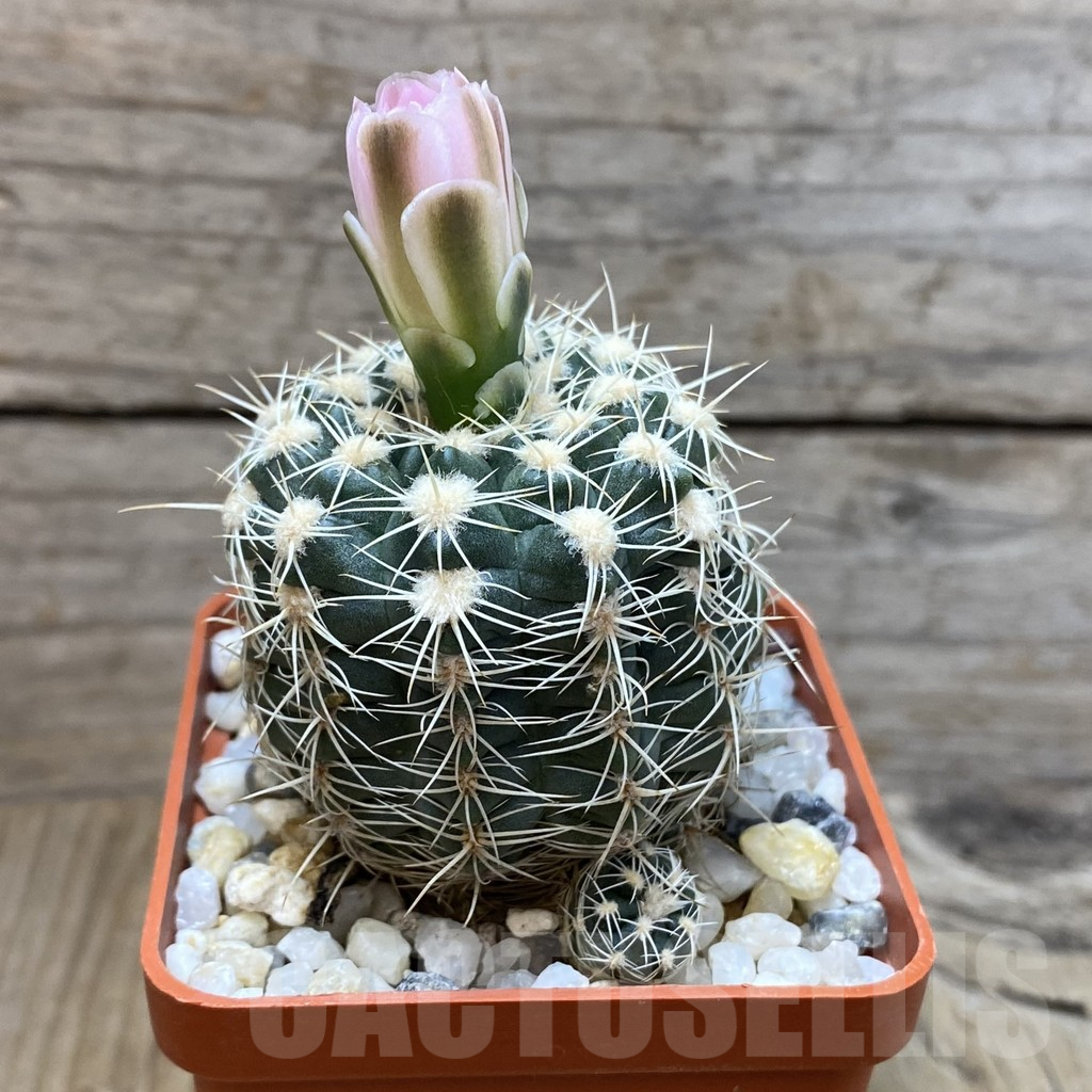 SH3308 Gymnocalycium bruchii LB 1085 - immagine 2