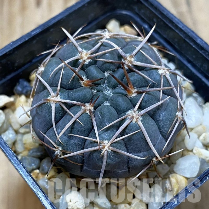 SH4631 Gymnocalycium borthii ssp. nogolense VG 412