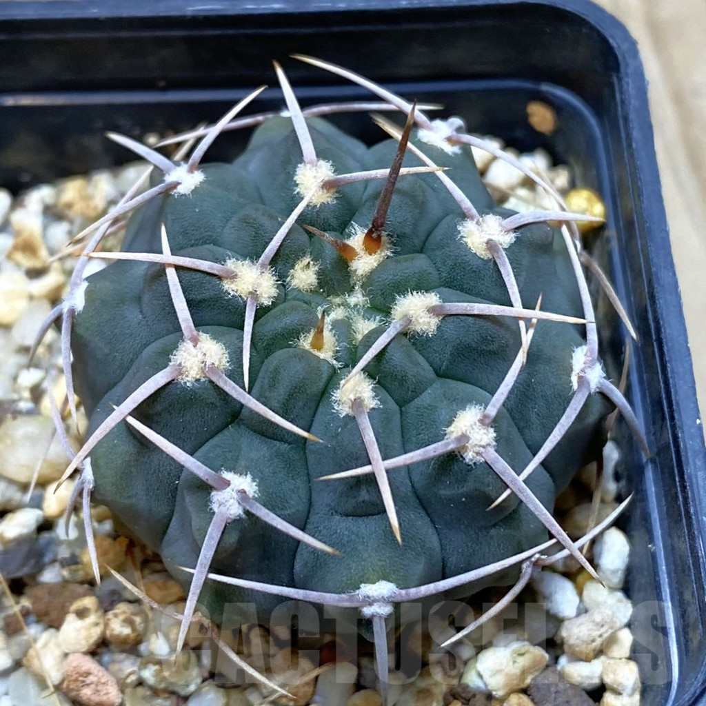 SH4632 Gymnocalycium vatteri -Long spines-