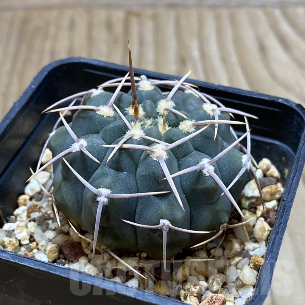 SH4632 Gymnocalycium vatteri -Long spines- - 画像 (2)