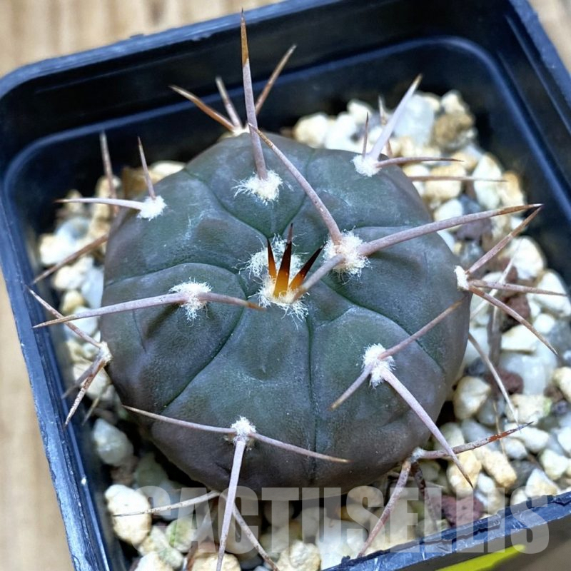 SH4634 Gymnocalycium castellanosii v. bozsingianum P205