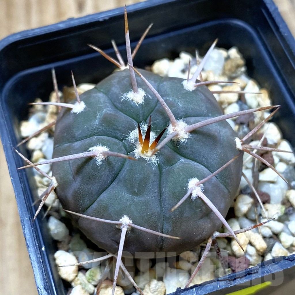 SH4634 Gymnocalycium castellanosii v. bozsingianum P205