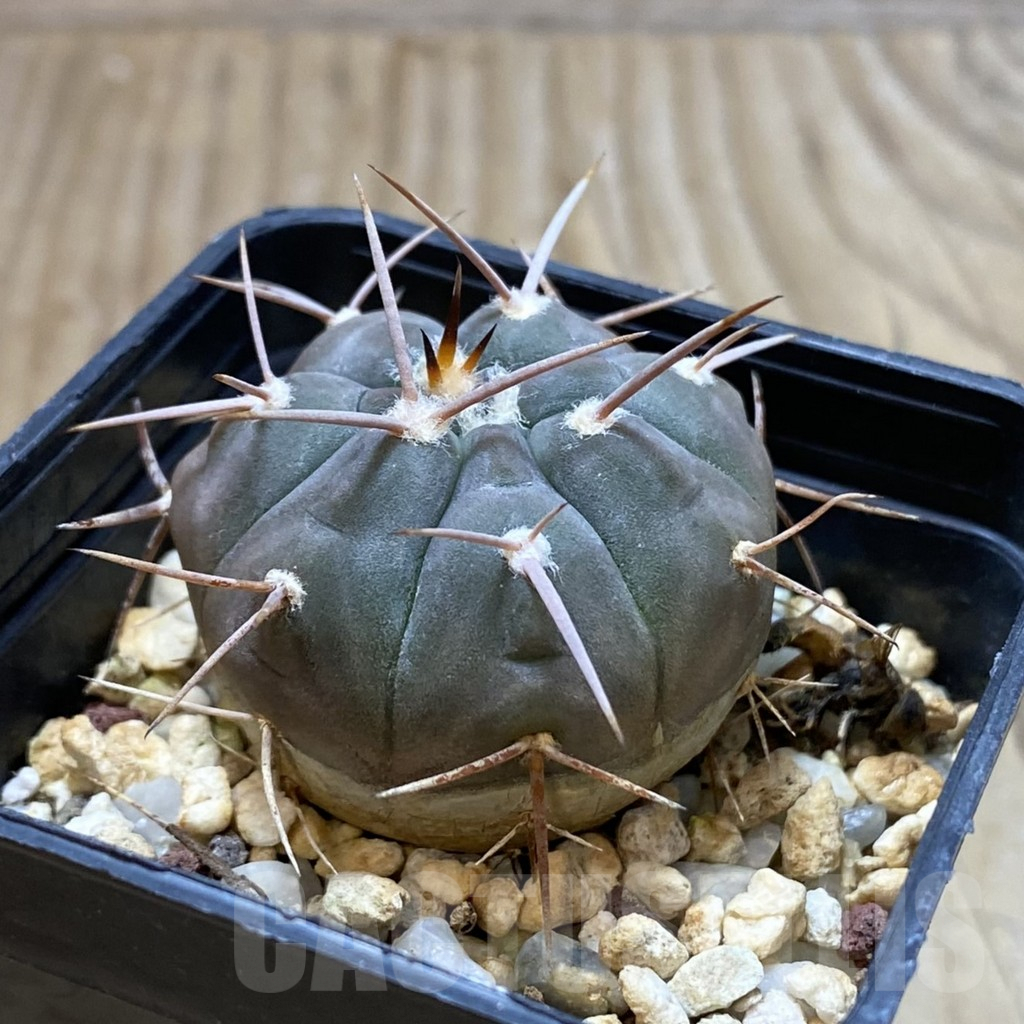 SH4634 Gymnocalycium castellanosii v. bozsingianum P205 - Image 2