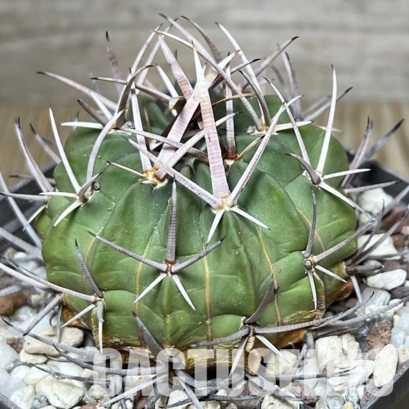 LOT665 10 SEEDS Stenocactus coptonogonus 2024