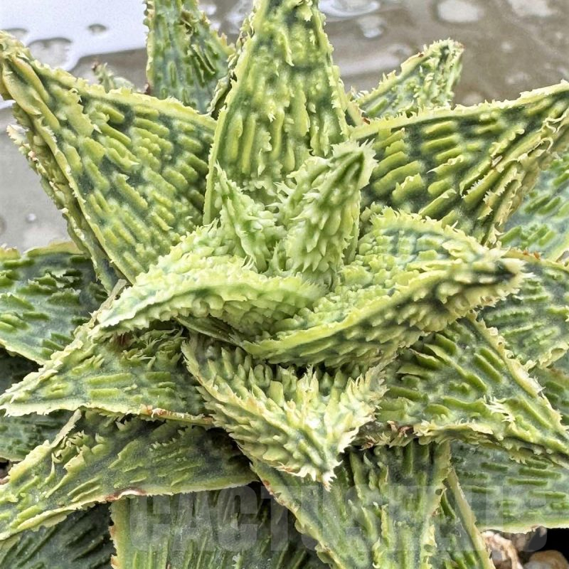 LOT669 20SEEDSAloe EN67 harvest 2024