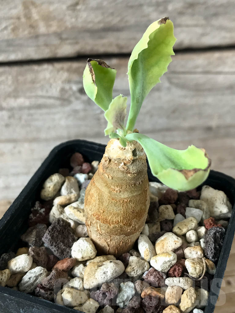 LOT701 10 SEEDS Othonna cremnophila 2024 - Image 2