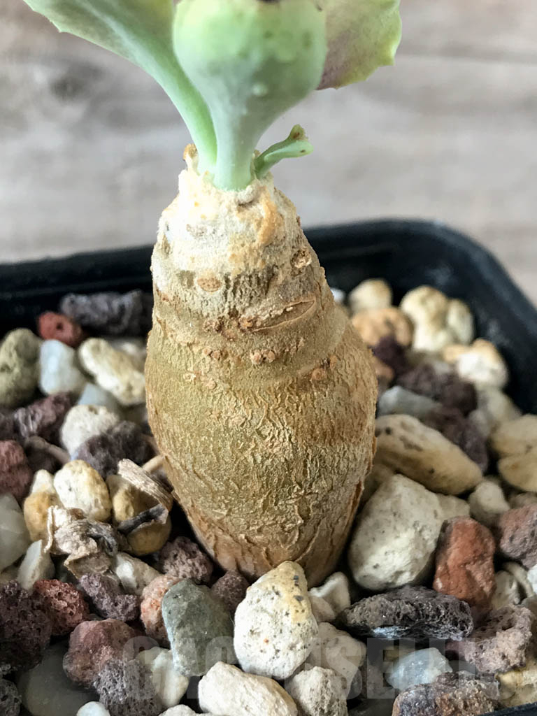 LOT701 10 SEEDS Othonna cremnophila 2024 - Image 3