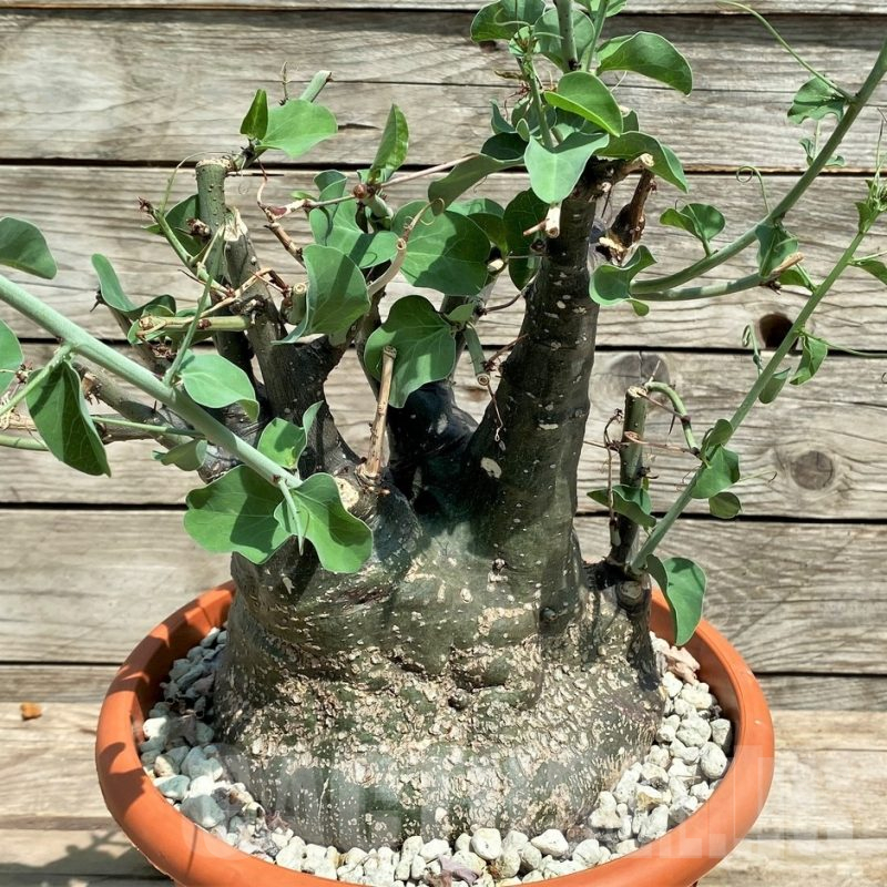 SHPR24838 Adenia spinosa