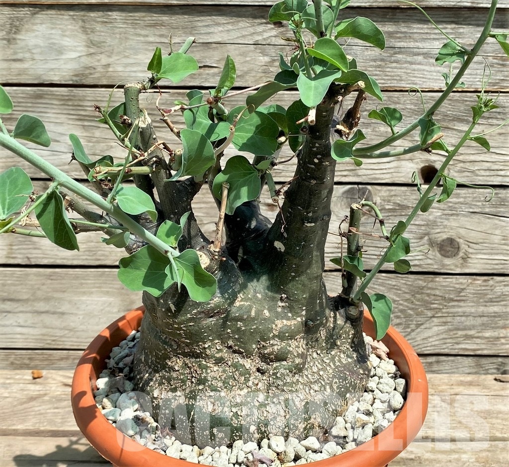 SHPR24838 Adenia spinosa