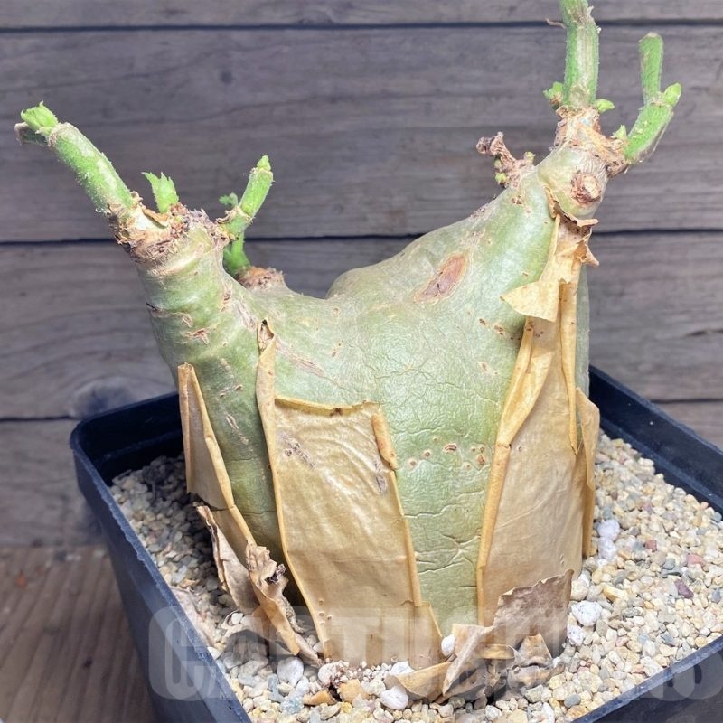 SHPR24955 Cyphostemma uter v. macropus