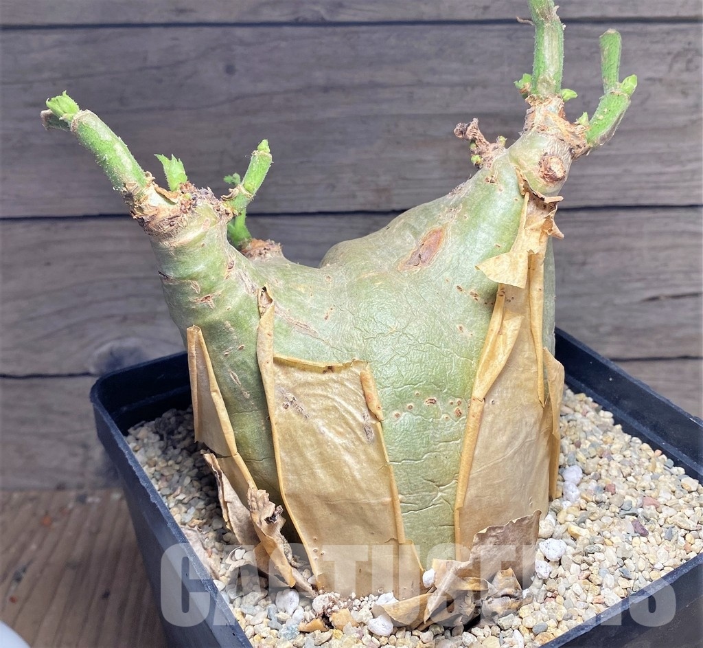 SHPR24955 Cyphostemma uter v. macropus