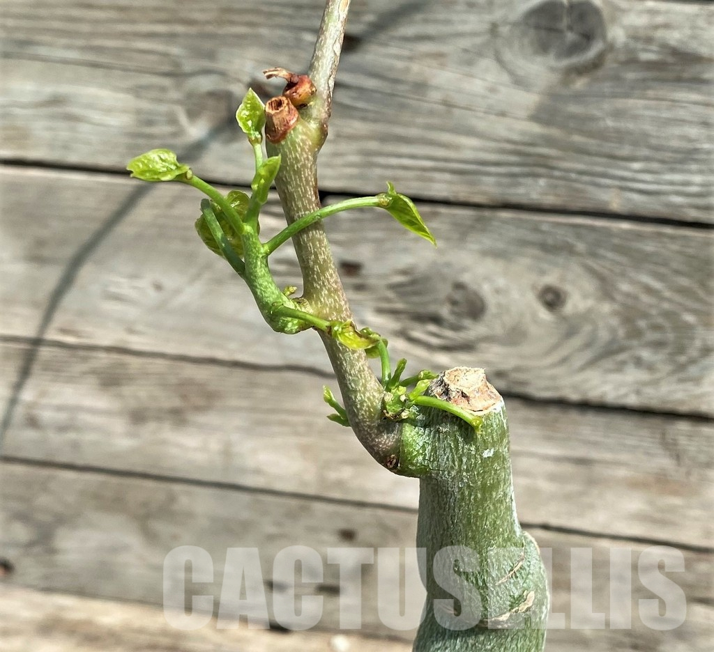 SHPR25561 Adenia sp. crystal epidermis