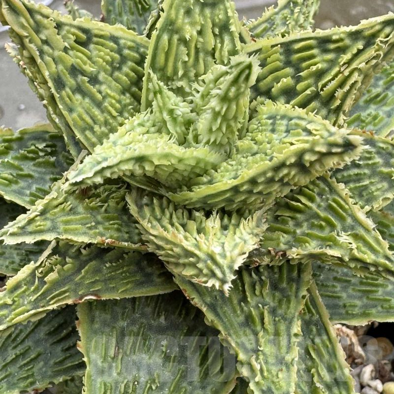 LOT669 20SEEDSAloe EN67  harvest 2024